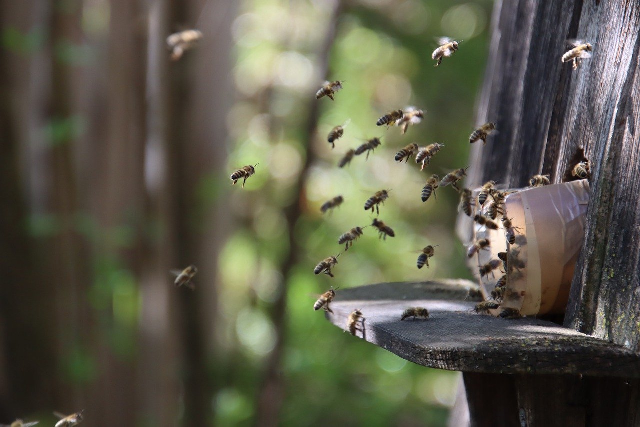 Développement durable : les abeilles de Fromelec