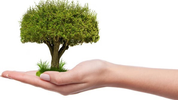 Arbre sur une main